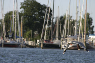 Schlei, Segeln, Landschaft, blauer Himmel, Sommer, Schleilandschaft, Landschaftsaufnahme, Schleiregion, Urlaub, Ferien