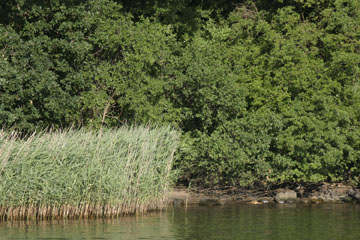 Schlei, Segeln, Landschaft, blauer Himmel, Sommer, Schleilandschaft, Landschaftsaufnahme, Schleiregion, Urlaub, Ferien