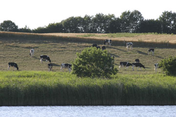 Schlei, Segeln, Landschaft, blauer Himmel, Sommer, Schleilandschaft, Landschaftsaufnahme, Schleiregion, Urlaub, Ferien