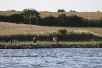 Schlei, Segeln, Landschaft, blauer Himmel, Sommer, Schleilandschaft, Landschaftsaufnahme, Schleiregion, Urlaub, Ferien