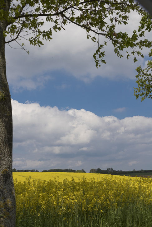 Die Landschaft in der Schleiregion ist im Frühling immer noch geprägt von Raps, Rapsblüten und traumhaften Blicken auf die Schlei.