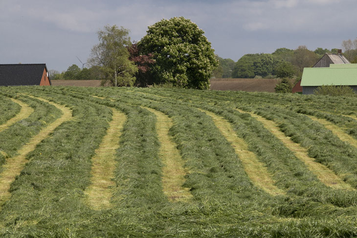 Die Landschaft in der Schleiregion ist im Frühling immer noch geprägt von Raps, Rapsblüten und traumhaften Blicken auf die Schlei.