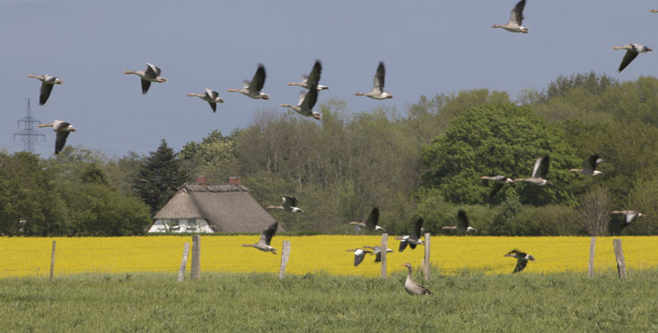 Die Landschaft in der Schleiregion ist im Frühling immer noch geprägt von Raps, Rapsblüten und traumhaften Blicken auf die Schlei.