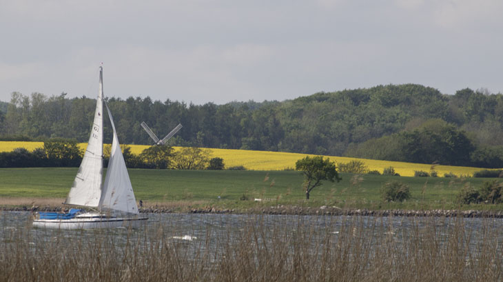 Die Landschaft in der Schleiregion ist im Frühling immer noch geprägt von Raps, Rapsblüten und traumhaften Blicken auf die Schlei.