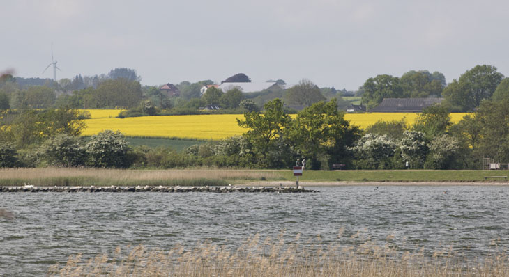 Die Landschaft in der Schleiregion ist im Frühling immer noch geprägt von Raps, Rapsblüten und traumhaften Blicken auf die Schlei.