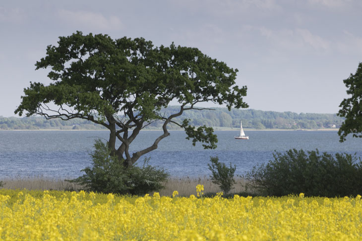 Die Landschaft in der Schleiregion ist im Frühling immer noch geprägt von Raps, Rapsblüten und traumhaften Blicken auf die Schlei.