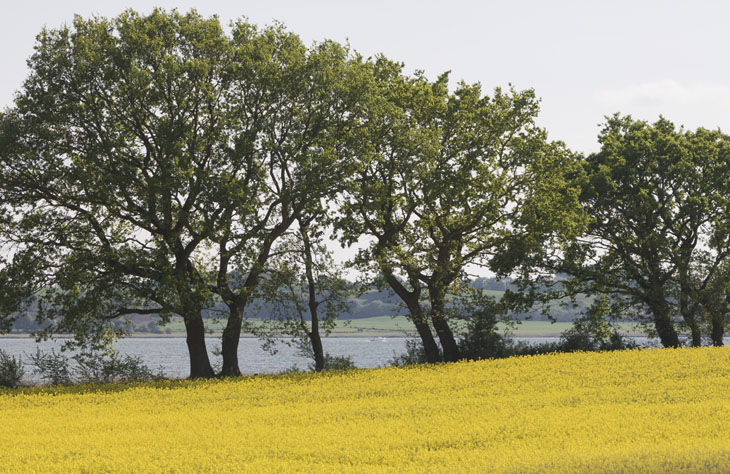 Die Landschaft in der Schleiregion ist im Frühling immer noch geprägt von Raps, Rapsblüten und traumhaften Blicken auf die Schlei.