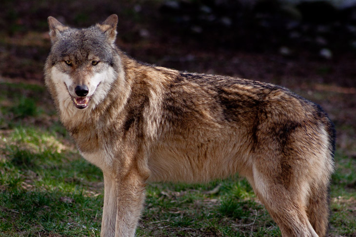 Wolf im Wildpark Eekholt