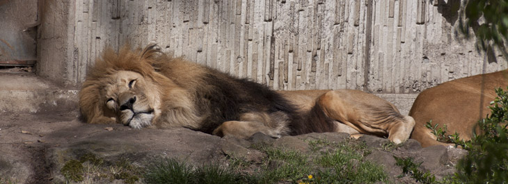 Im Allwetterzoo Münster