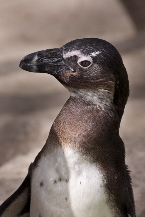 Im Allwetterzoo Münster