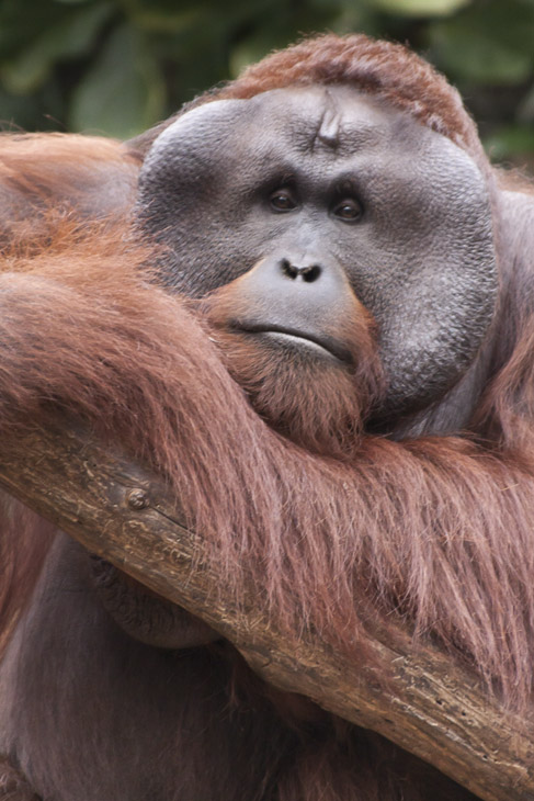 Im Allwetterzoo Münster