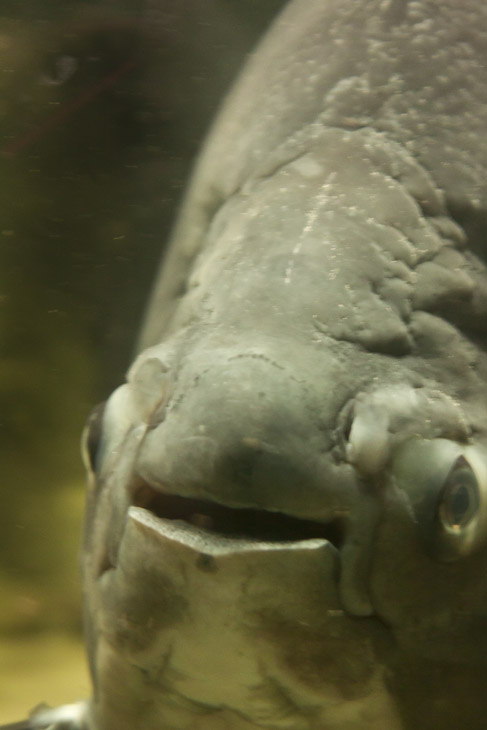 Im Allwetterzoo Münster