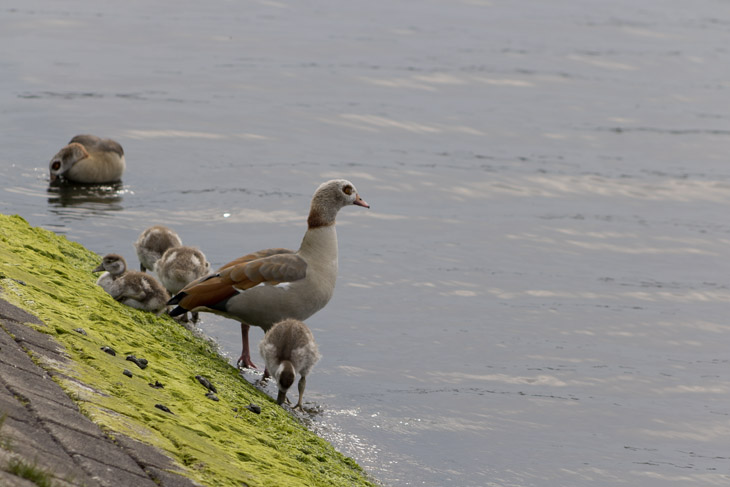 Nilgänse am Kanal Nilgänse am Kanal