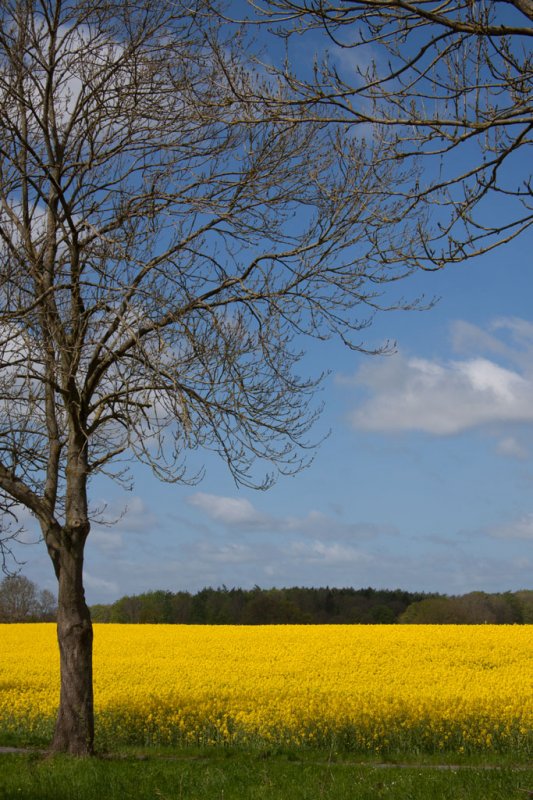 Ein Frühjahr an der Schlei