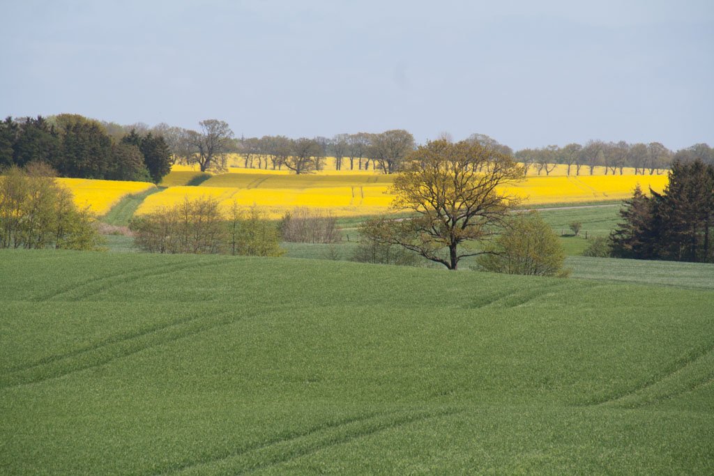 Ein Frühjahr an der Schlei