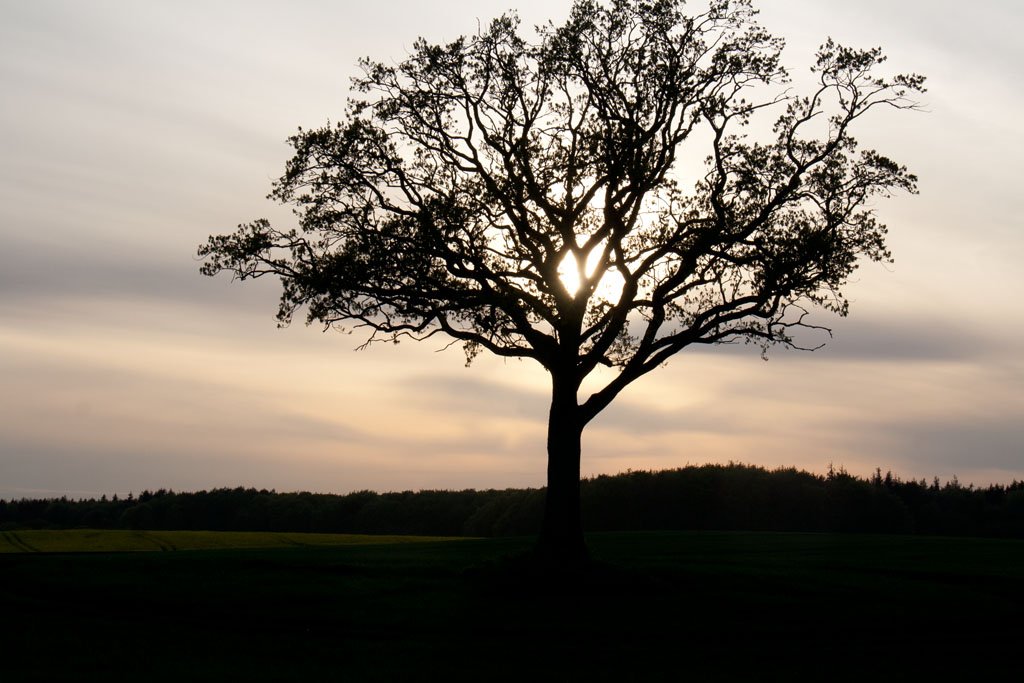 Ein Frühjahr an der Schlei