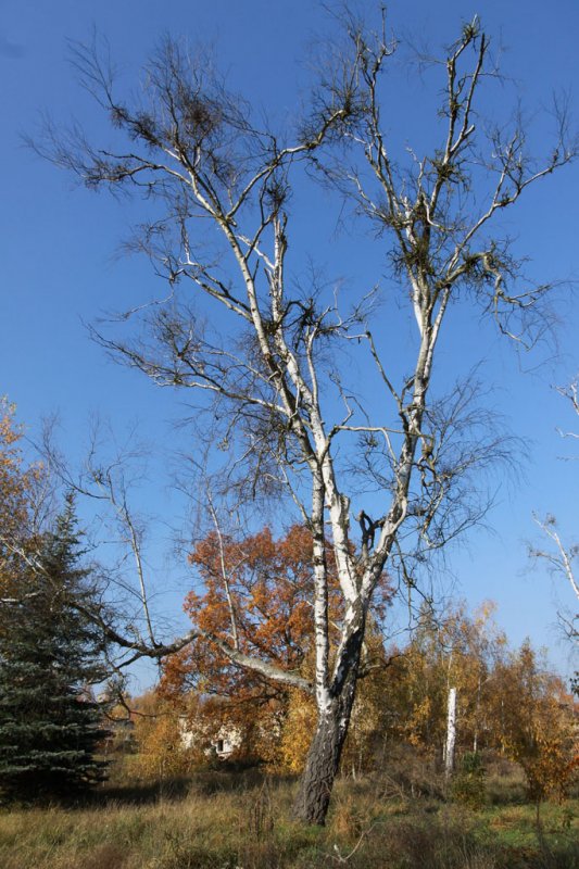 Die Kasernen in Döberitz (2011)