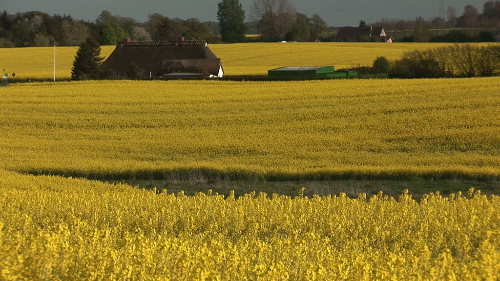 Schlei-Impressionen