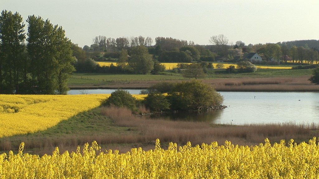 Schlei-Impressionen