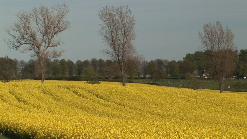 Schlei-Impressionen
