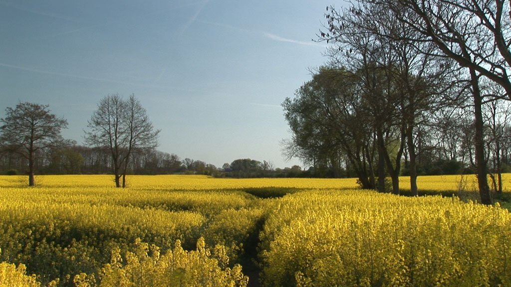 Schlei-Impressionen