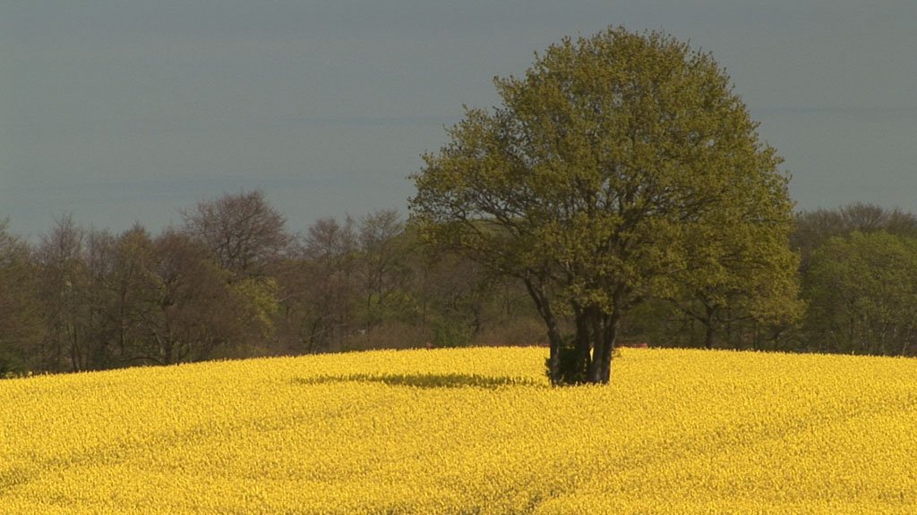 Schlei-Impressionen