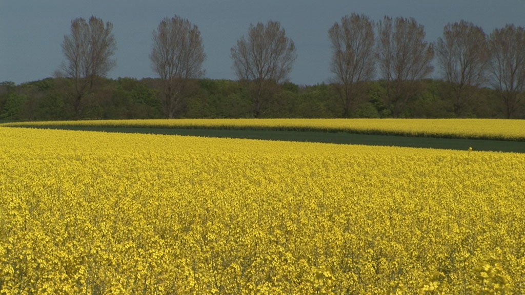Schlei-Impressionen
