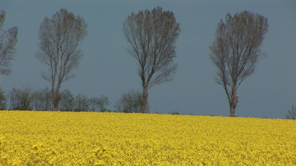 Schlei-Impressionen