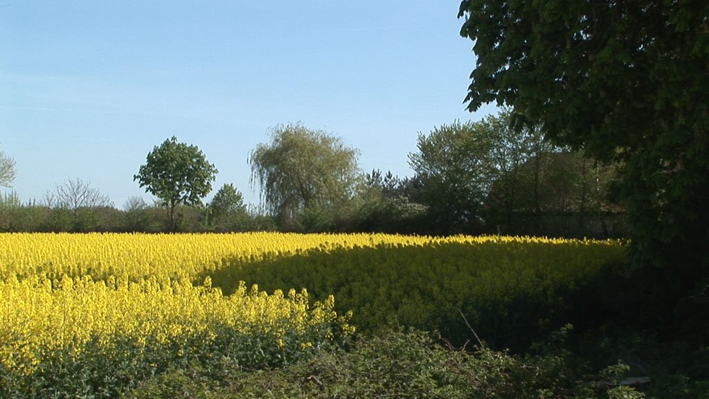 Schlei-Impressionen