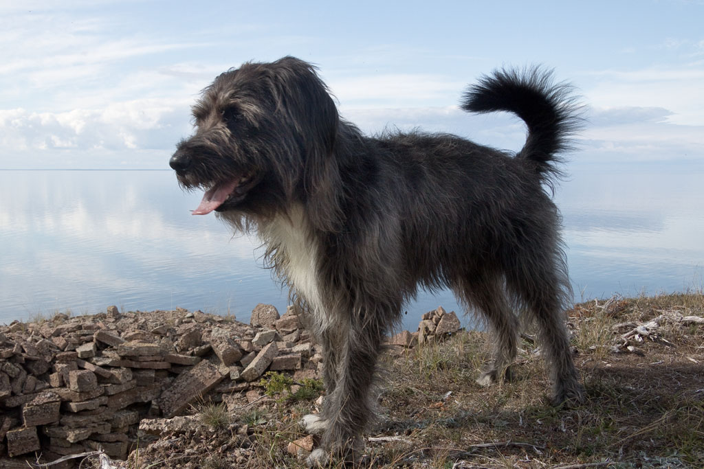 Unser Carlo, 2016