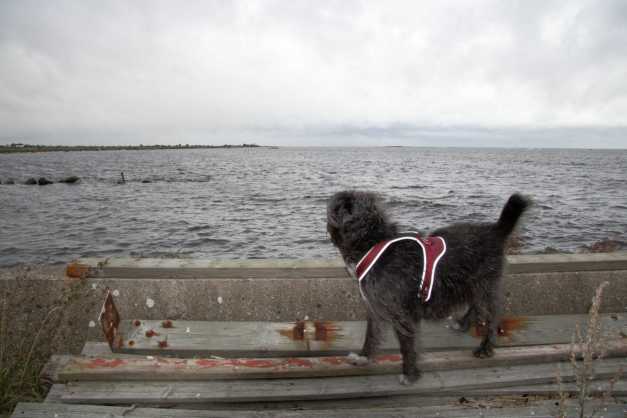 Reisen mit Hund
