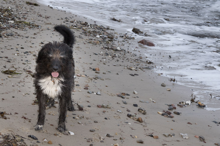 Mit Carlo am Strand