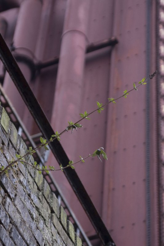 Die Zeche Zollverein
