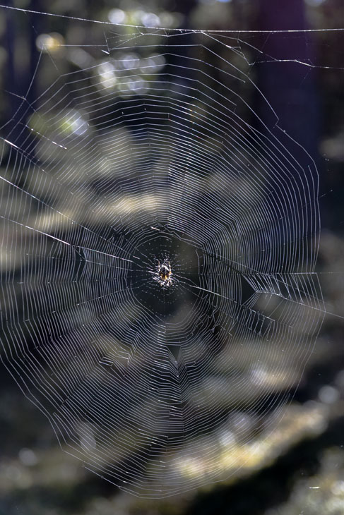 Eine Spinne hat neben dem Weg ein großes Netz gebaut