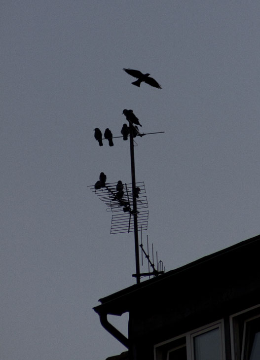 Abends kommen auch die ganzen Vogelschwärme auf den Dächern zur Ruhe.