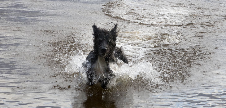 Carlo, die Wasserratte