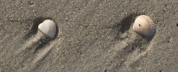 Muscheln am Strand von Ängelholm